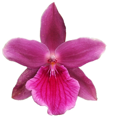 Miltonia Honolulu 2 Blütentriebe