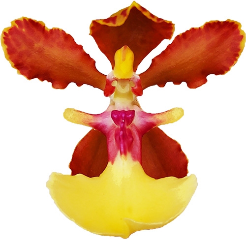 Oncidium bicolor Lena 1 Blütentrieb